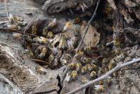 Bees - Berringa Sanctuary 