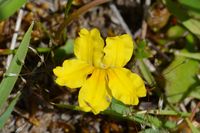 Bent Goodenia - The Block Sanctuary Berringa 