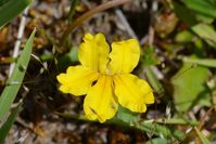 Bent Goodenia - The Block Sanctuary Berringa 