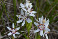 Berringa Sanctuary