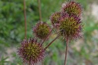 Bidgee Widgee - The Block Sanctuary Berringa 