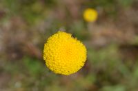 Billy Buttons - The Block Sanctuary Berringa 