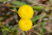 Billy Buttons - The Block Sanctuary Berringa 