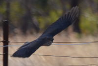 Bird - Berringa Sanctuary