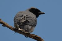 Black Faced Cuckoo Shrike - Berringa Sanctuary