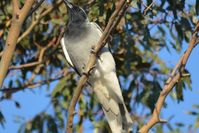 Black Faced Cuckoo Shrike - Berringa Sanctuary