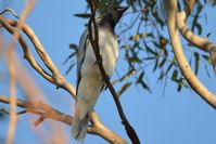 Black Faced Cuckoo Shrike - Berringa Sanctuary