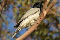 Black Faced Cuckoo Shrike - Berringa Sanctuary