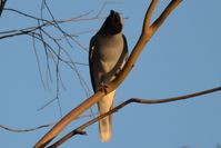 Black Faced Cuckoo Shrike - Berringa Sanctuary