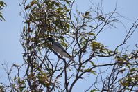 Black Faced Cuckoo Shrike - Berringa Sanctuary