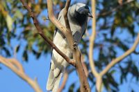 Black Faced Cuckoo Shrike - Berringa Sanctuary