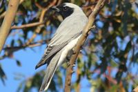 Black Faced Cuckoo Shrike - Berringa Sanctuary