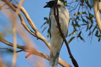 Black Faced Cuckoo Shrike - Berringa Sanctuary