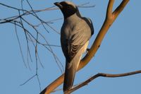 Black Faced Cuckoo Shrike - Berringa Sanctuary