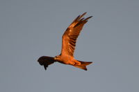 Black Kite - Berringa Sanctuary 