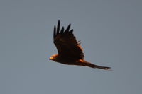 Black Kite - Berringa Sanctuary 