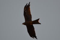 Black Kite - Berringa Sanctuary 