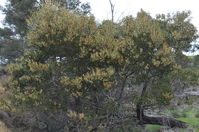 Black Wattle - Berringa Sanctuary 