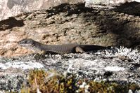 Black rock skink - Mount cole