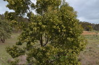 Blackwood Wattle - Berringa Sanctuary 