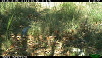 Blotched Blue tongue lizard - Berringa Sanctuary