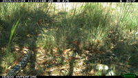 Blotched Blue tongue lizard - Berringa Sanctuary