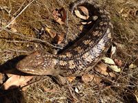 Blotched Blue tongue lizard - Berringa Sanctuary