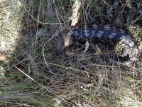 Blotched Blue tongue lizard - Berringa Sanctuary