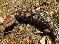 Blotched Blue tongue lizard - Berringa Sanctuary