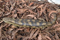 Blotched Blue tongue lizard - Berringa Sanctuary