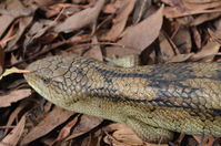 Blotched Blue tongue lizard - Berringa Sanctuary