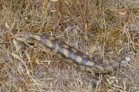 Blotched Blue tongue lizard - Berringa Sanctuary