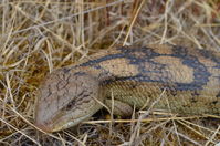 Blotched Blue tongue lizard - Berringa Sanctuary