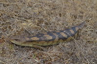 Blotched Blue tongue lizard - Berringa Sanctuary