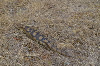 Blotched Blue tongue lizard - Berringa Sanctuary