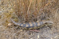 Blotched Blue tongue lizard - Berringa Sanctuary