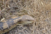 Blotched Blue tongue lizard - Berringa Sanctuary