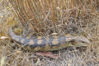 Blotched Blue tongue lizard - Berringa Sanctuary