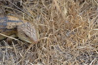 Blotched Blue tongue lizard - Berringa Sanctuary