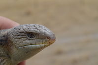 Blotched Blue tongue lizard - Berringa Sanctuary