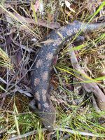 Blotched Blue tongue lizard - Berringa Sanctuary