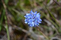 Blue Pin Cushion - Berringa Sanctuary