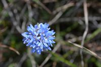 Blue Pin Cushion - Berringa Sanctuary