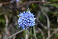 Blue Pin Cushion - Berringa Sanctuary