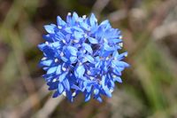 Blue Pincushion - Berringa Sanctuary