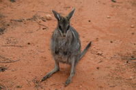 Bridal nail tailed wallaby - Scotia A.W.C