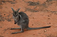 Bridal nail tailed wallaby - Scotia A.W.C