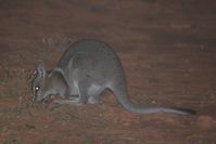 Bridal nail tailed wallaby - Scotia A.W.C