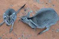 Bridal nail tailed wallaby - Scotia A.W.C