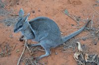 Bridal nail tailed wallaby - Scotia A.W.C